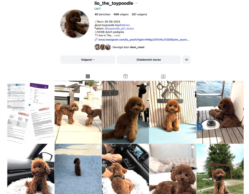 Volg Lio de Toy Poedel op Instagram