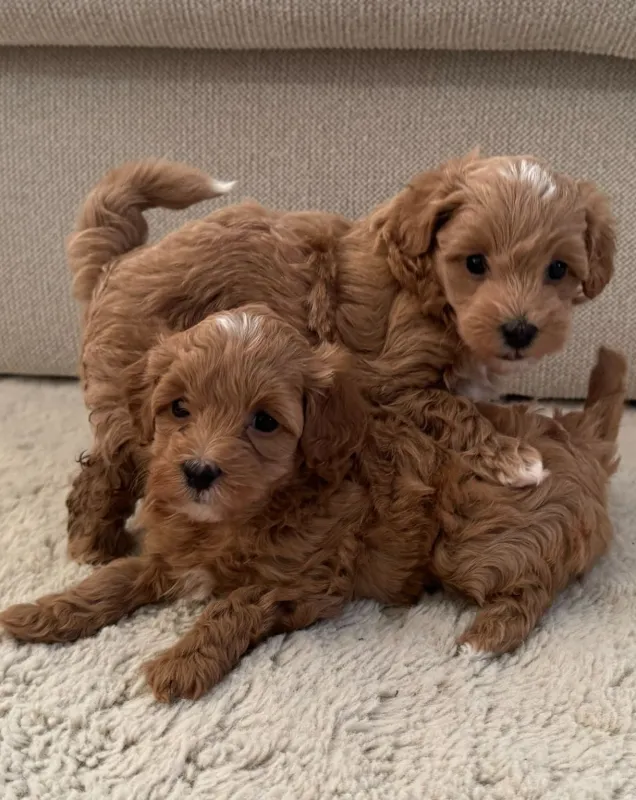 Maltipoo pups 8 weken