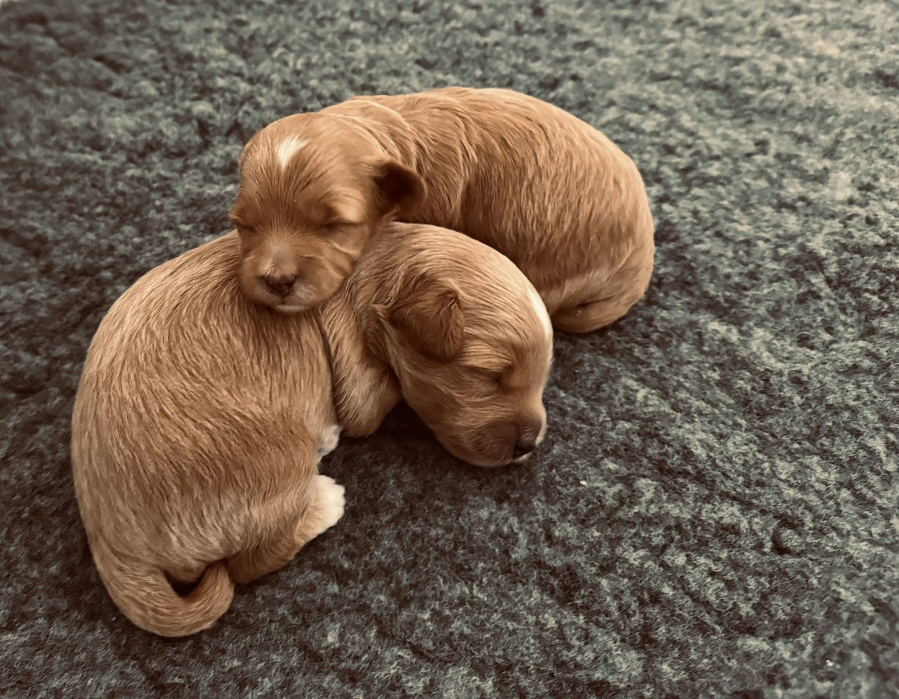 Maltipoo pups van Teddy