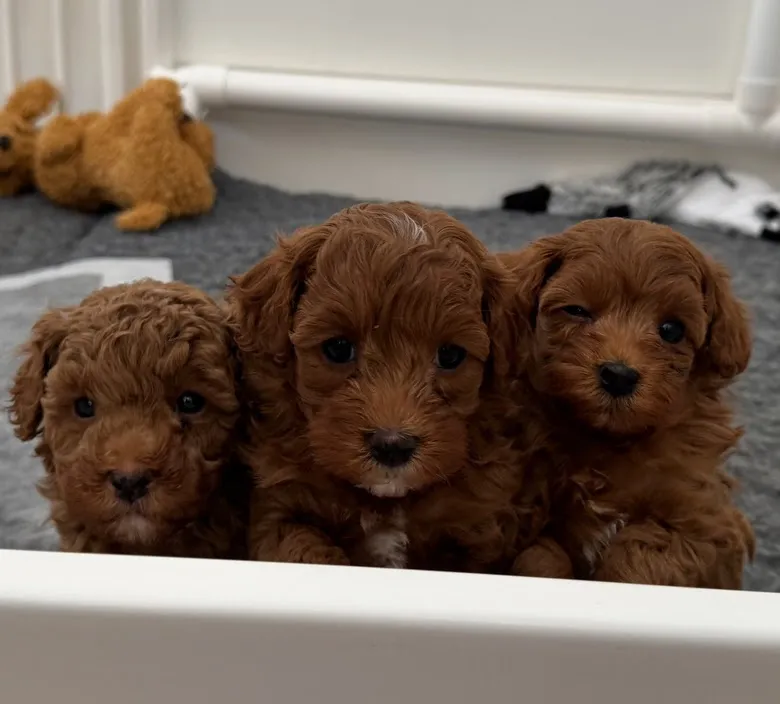 Schattige maltipoo pup