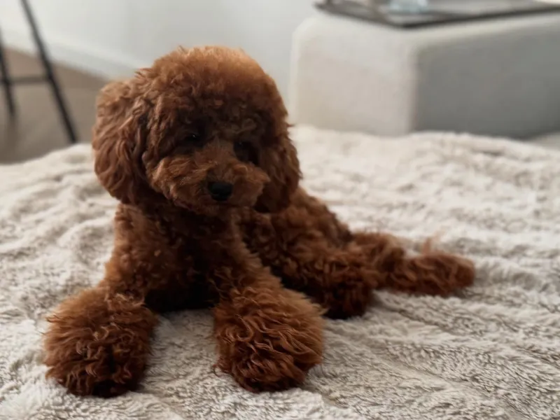 Toy poedel dekreu Lio op de bank