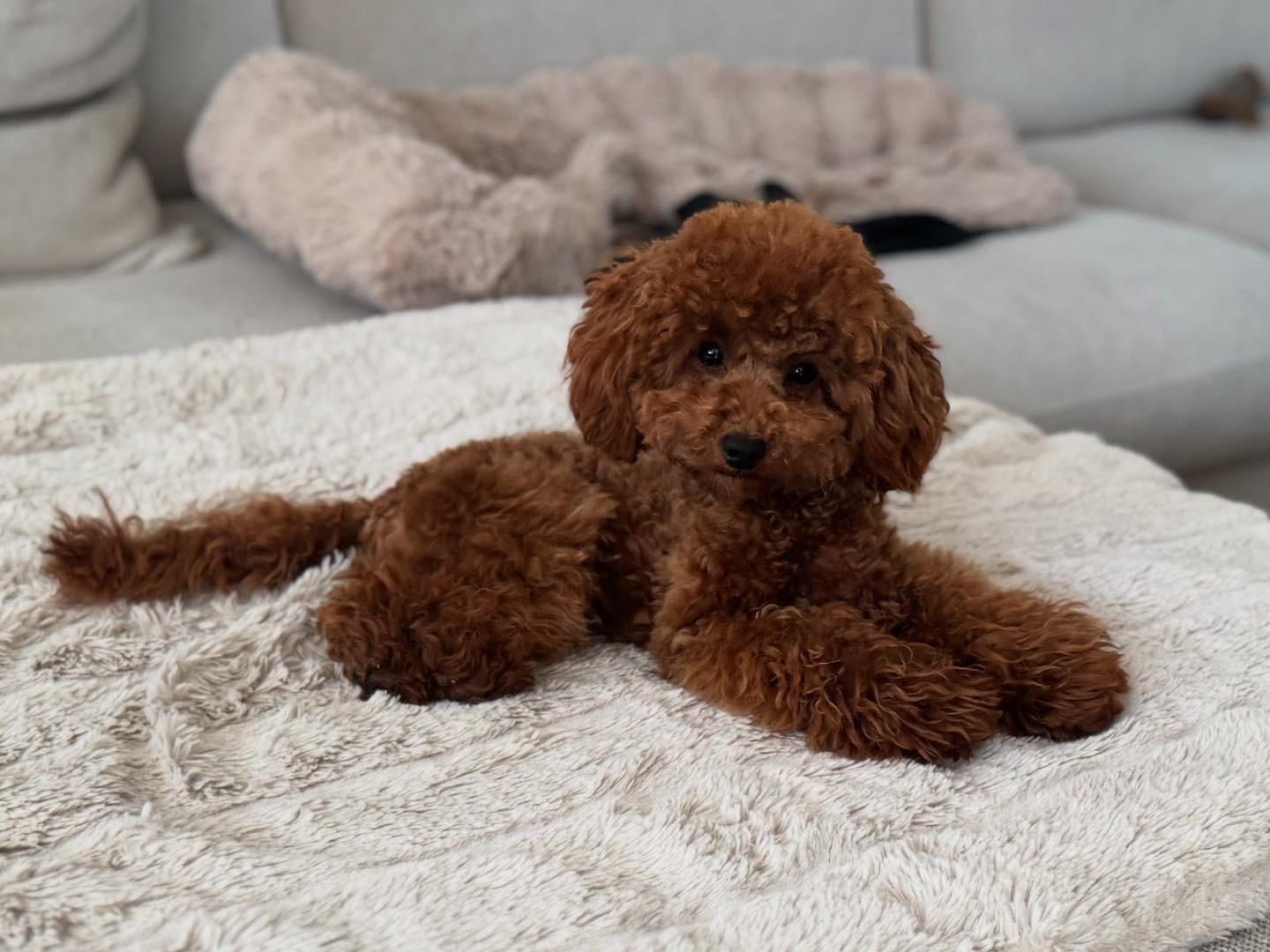 Toy poedel dekreu Lio ontspannen