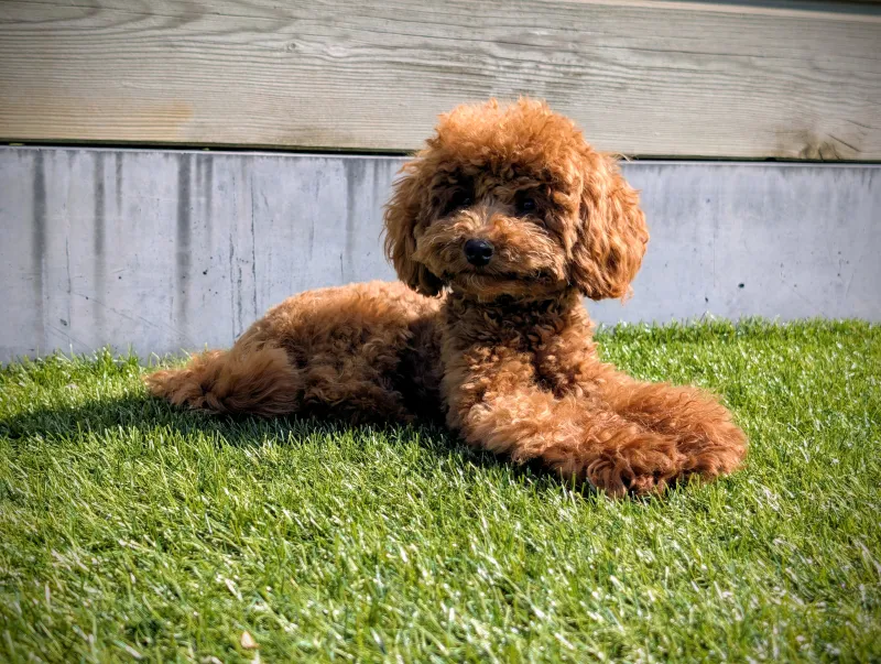 Toy poedel Lio in het gras