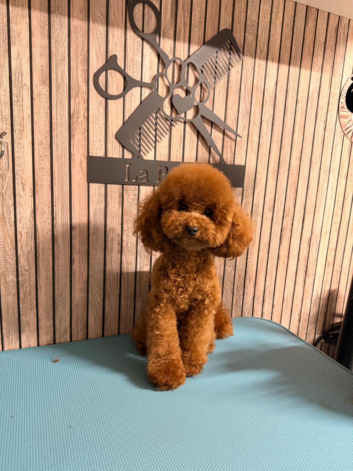 Toy poedel Lio in de trimsalon