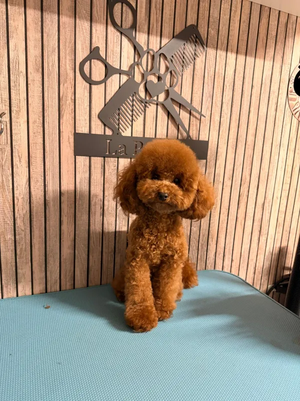 Toy poedel Lio in de trimsalon