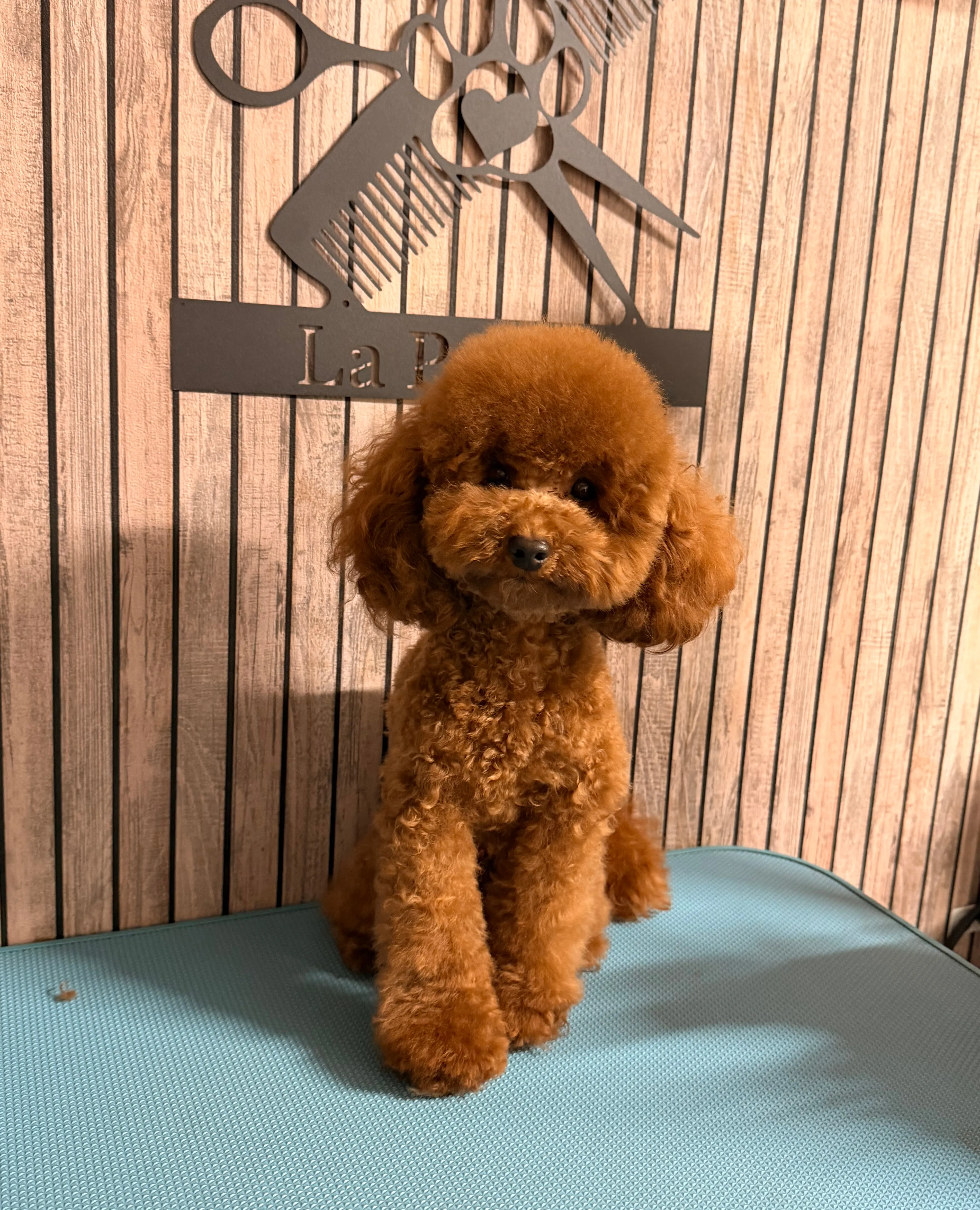 Toy poedel dekreu Lio