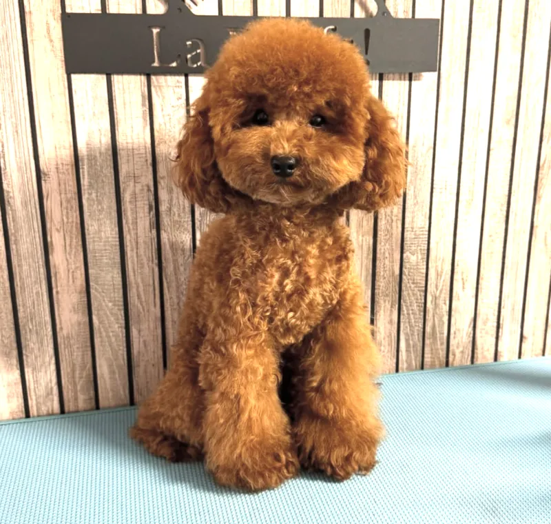 Toy poedel dekreu Lio