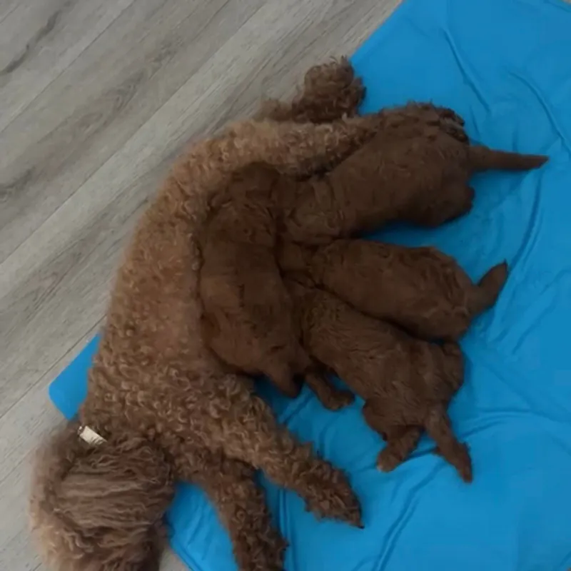 Toypoedel pups uit een nest van dekreu Lio drinken bij hun moeder