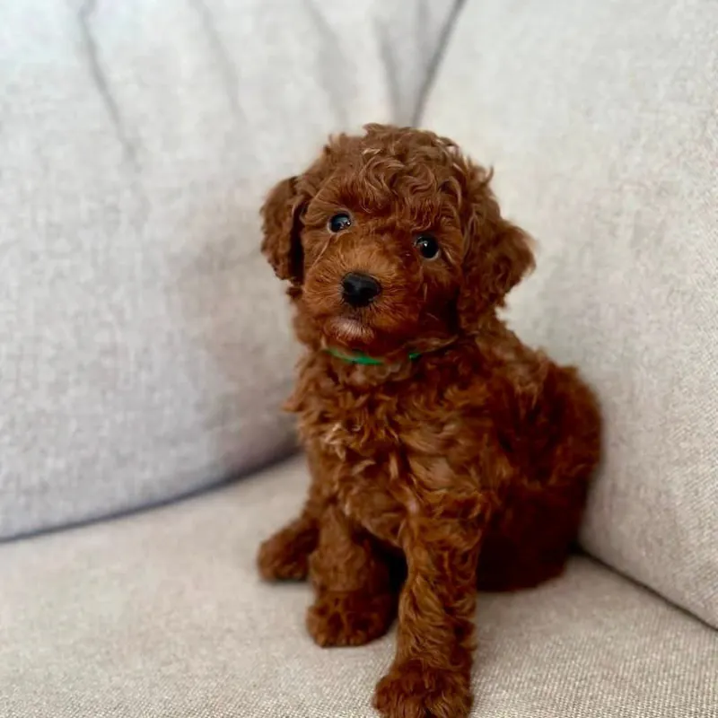 Rode toypoedel pup uit een eerder nest van dekreu Lio, zittend op de bank