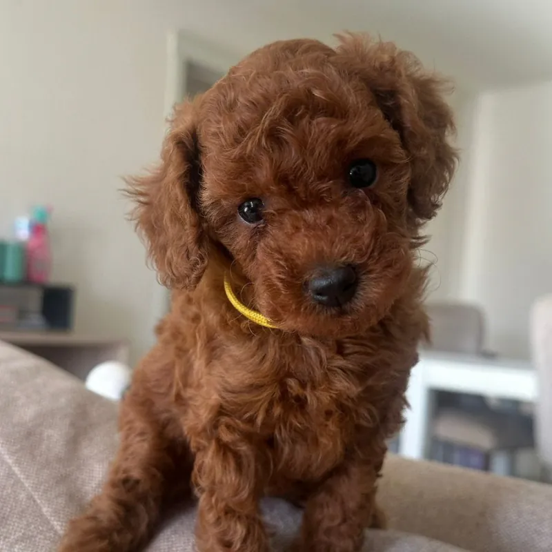 Toypoedel pup van Lio met geel halsbandje kijkt in de camera