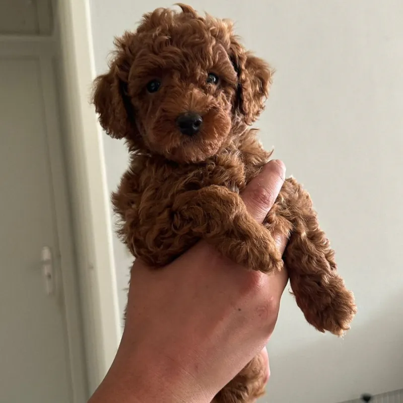 Kleine rode toypoedel pup van dekreu Lio wordt in een hand gehouden