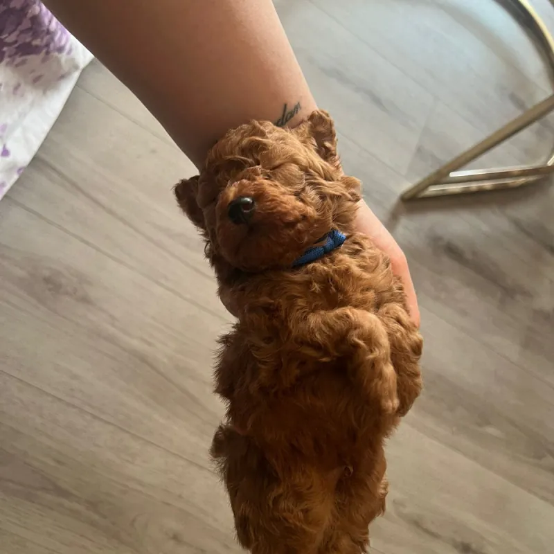 Toypoedel pup van Lio staat rechtop tegen een hand