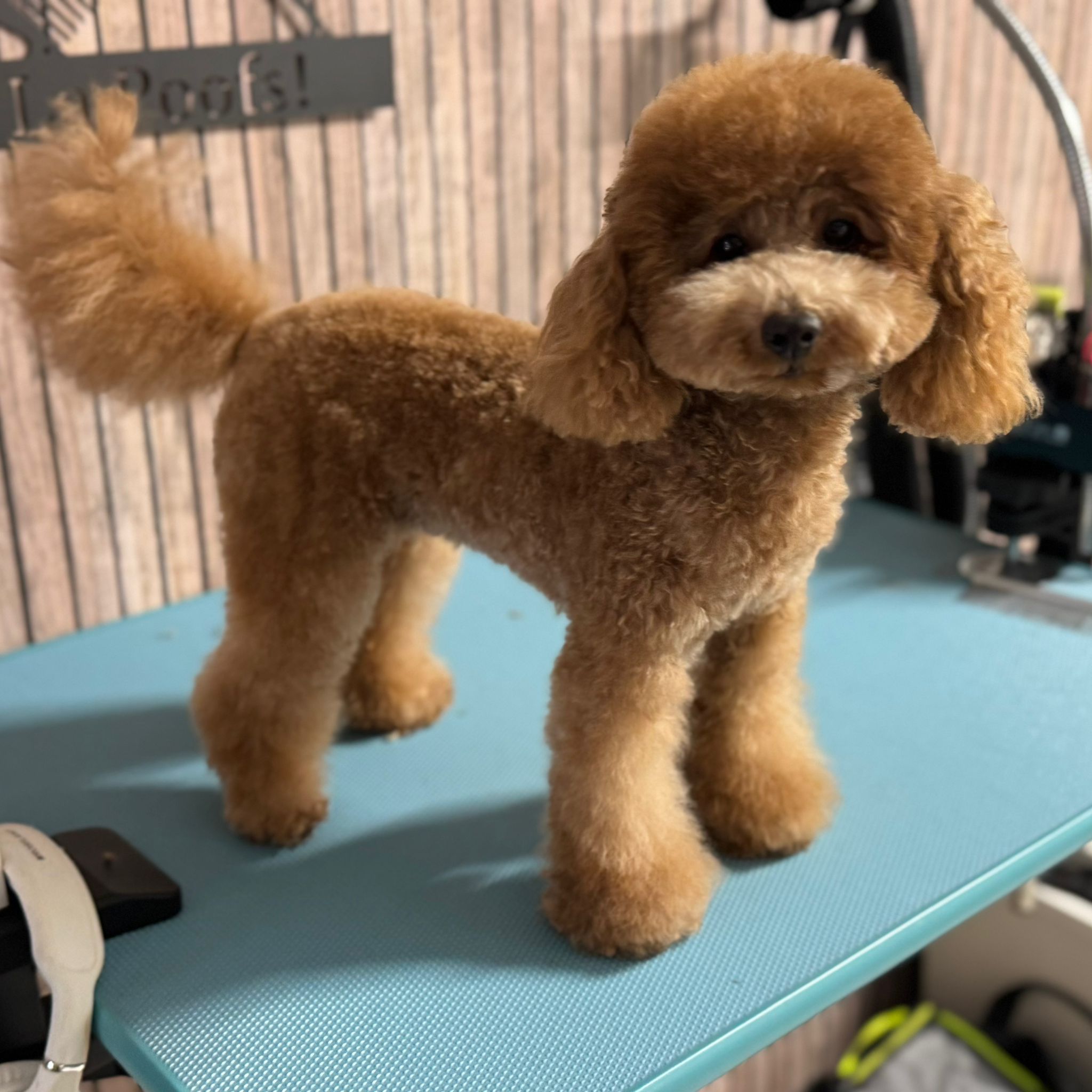 Toy poedel Lou Lou tijdens grooming