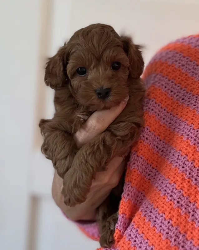 Schattige toy poedel puppy