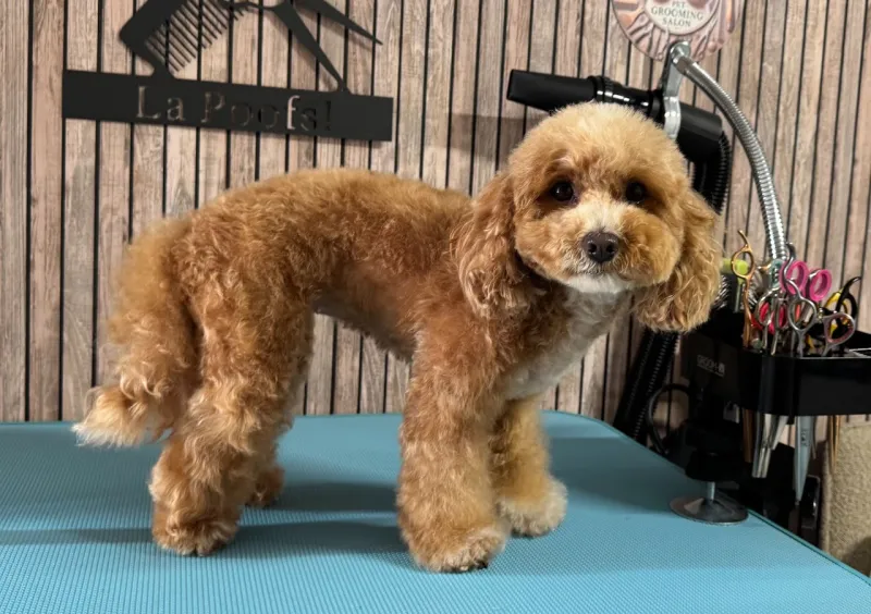 Maltipoo Coco tijdens grooming