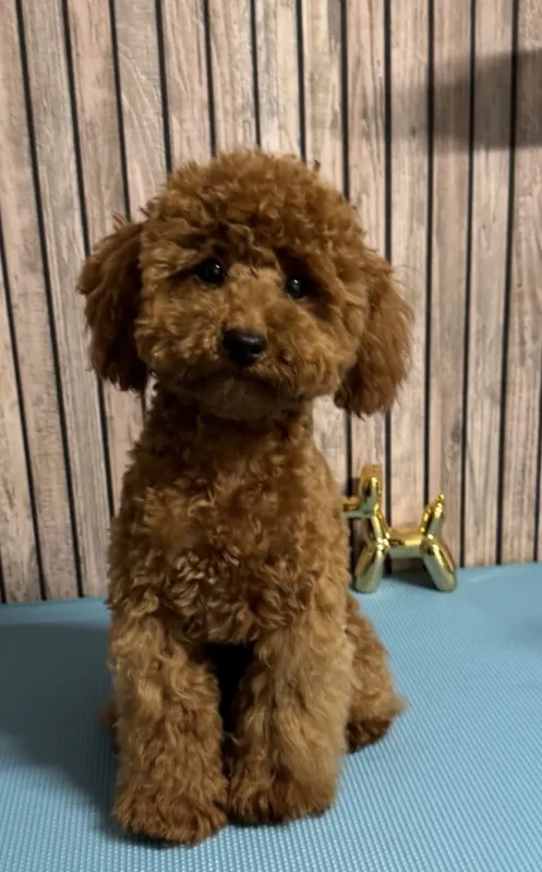 Toy poedel Lio tijdens grooming