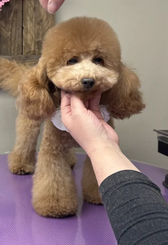 Toy poedel Lou Lou tijdens asian style grooming