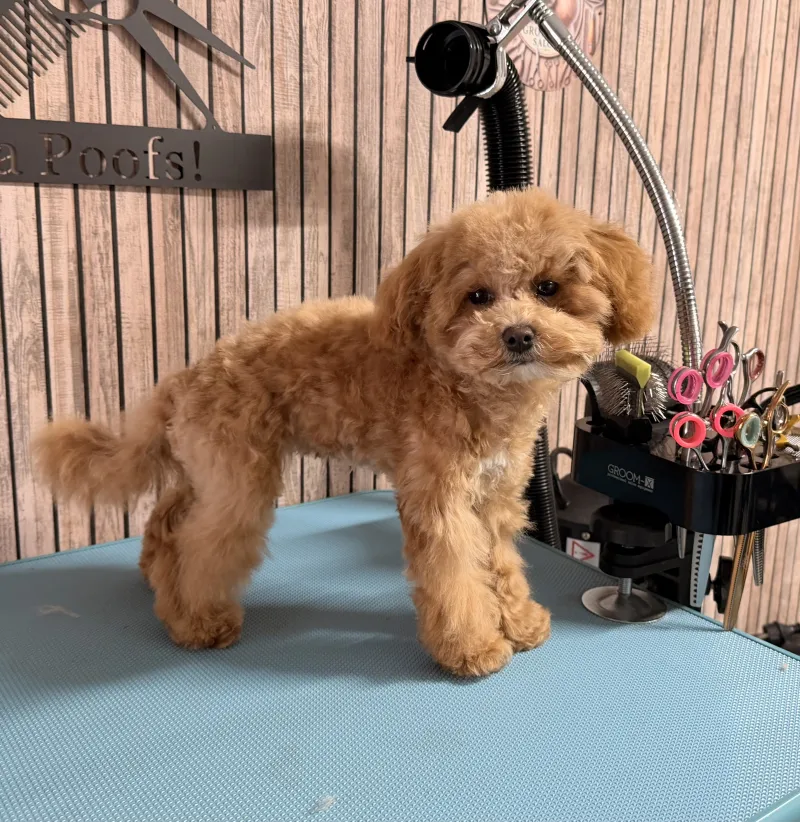 Maltipoo tijdens trimbeurt in de trimsalon