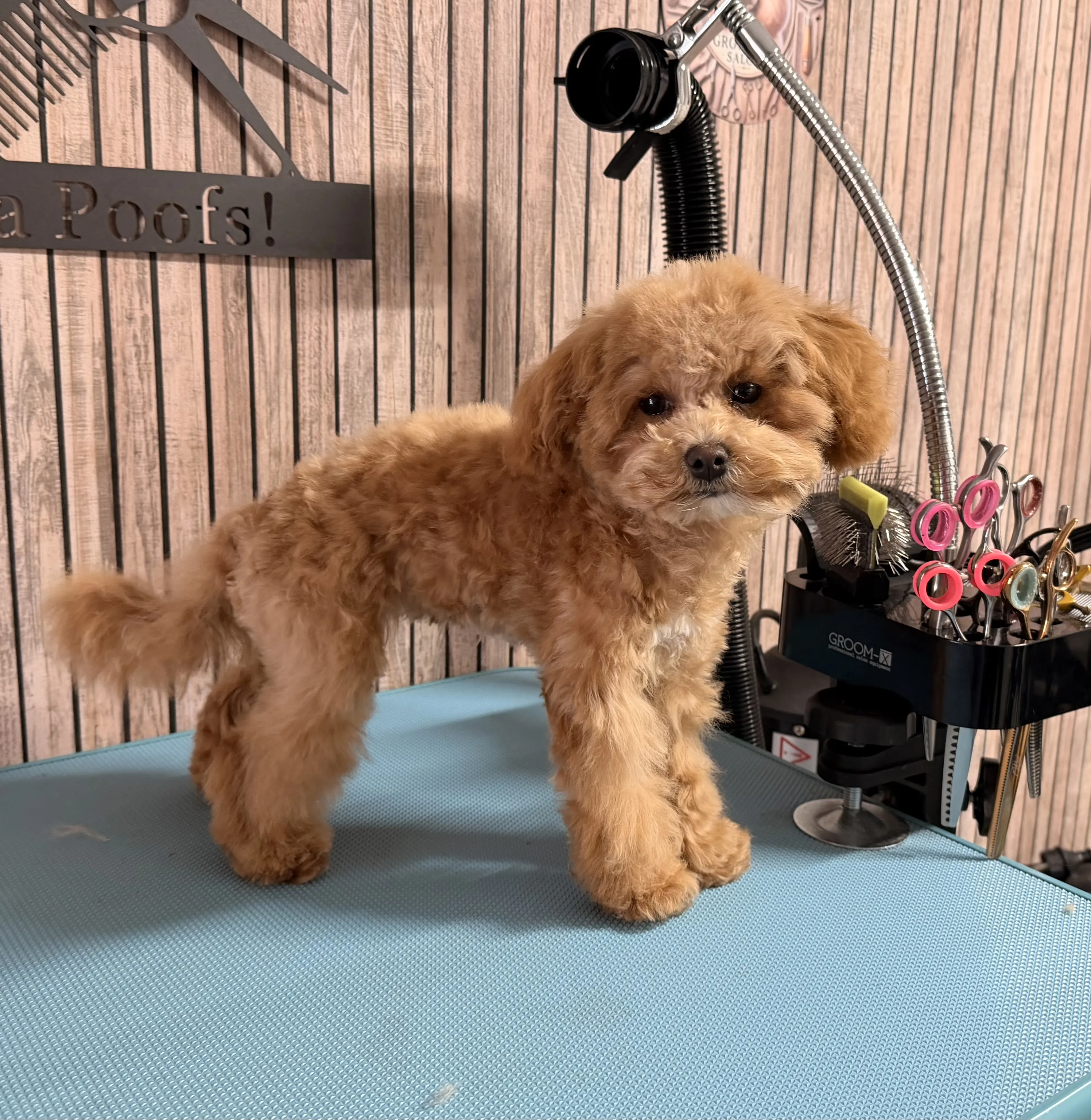 Maltipoo tijdens trimbeurt in de trimsalon