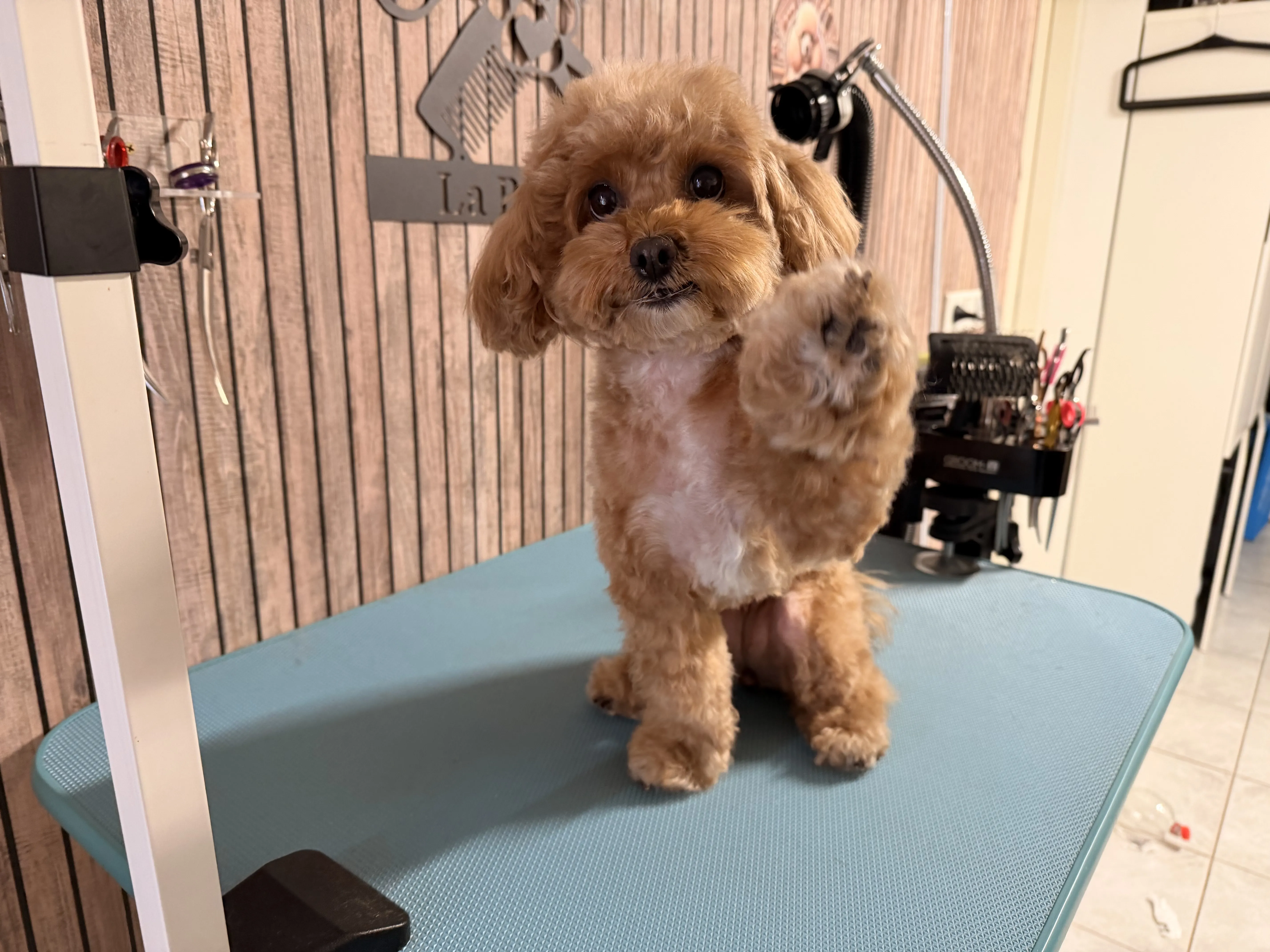 Maltipoo met teddy cut na grooming bij La Poofs
