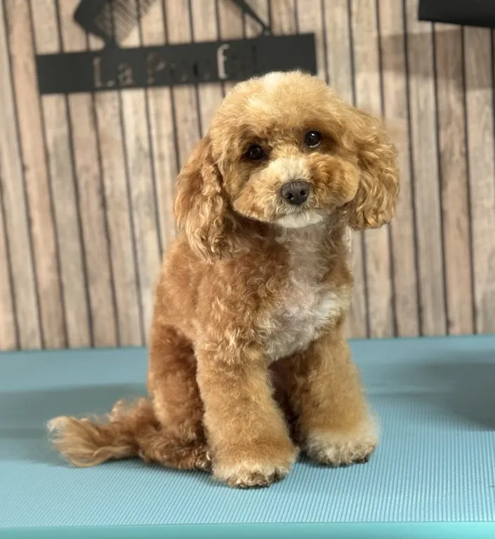 Maltipoo Coco na het trimmen