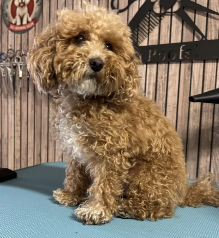 Maltipoo Coco voor het trimmen