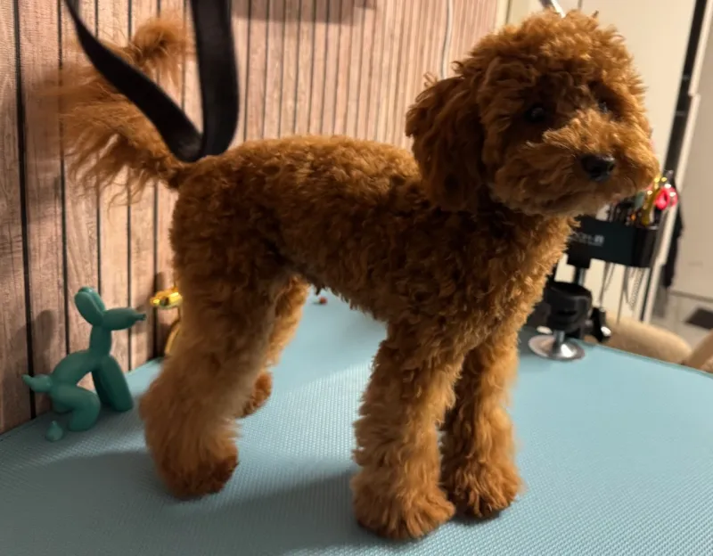 Toy poedel Lio voor het trimmen