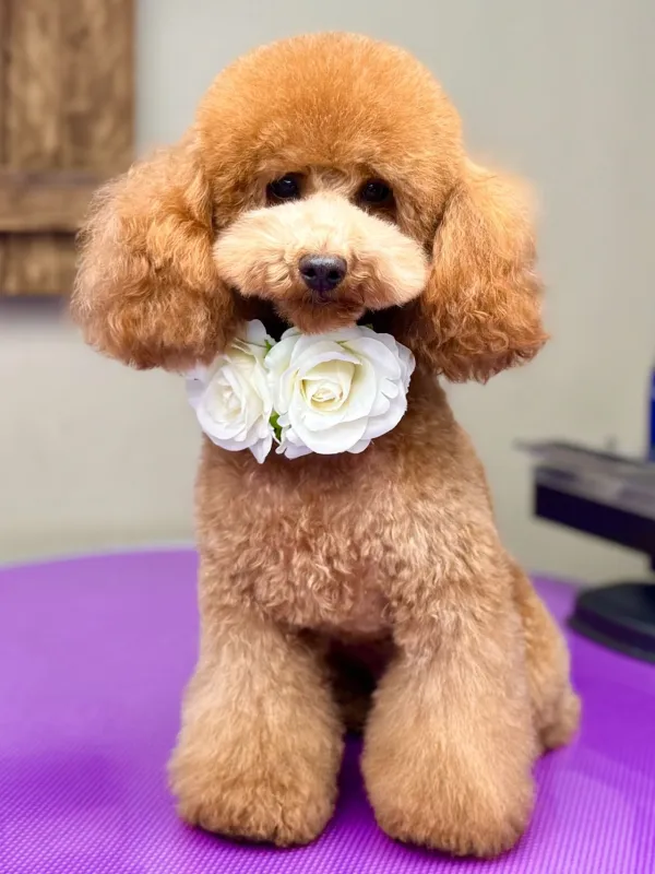 Toy poedel Lou Lou na het trimmen