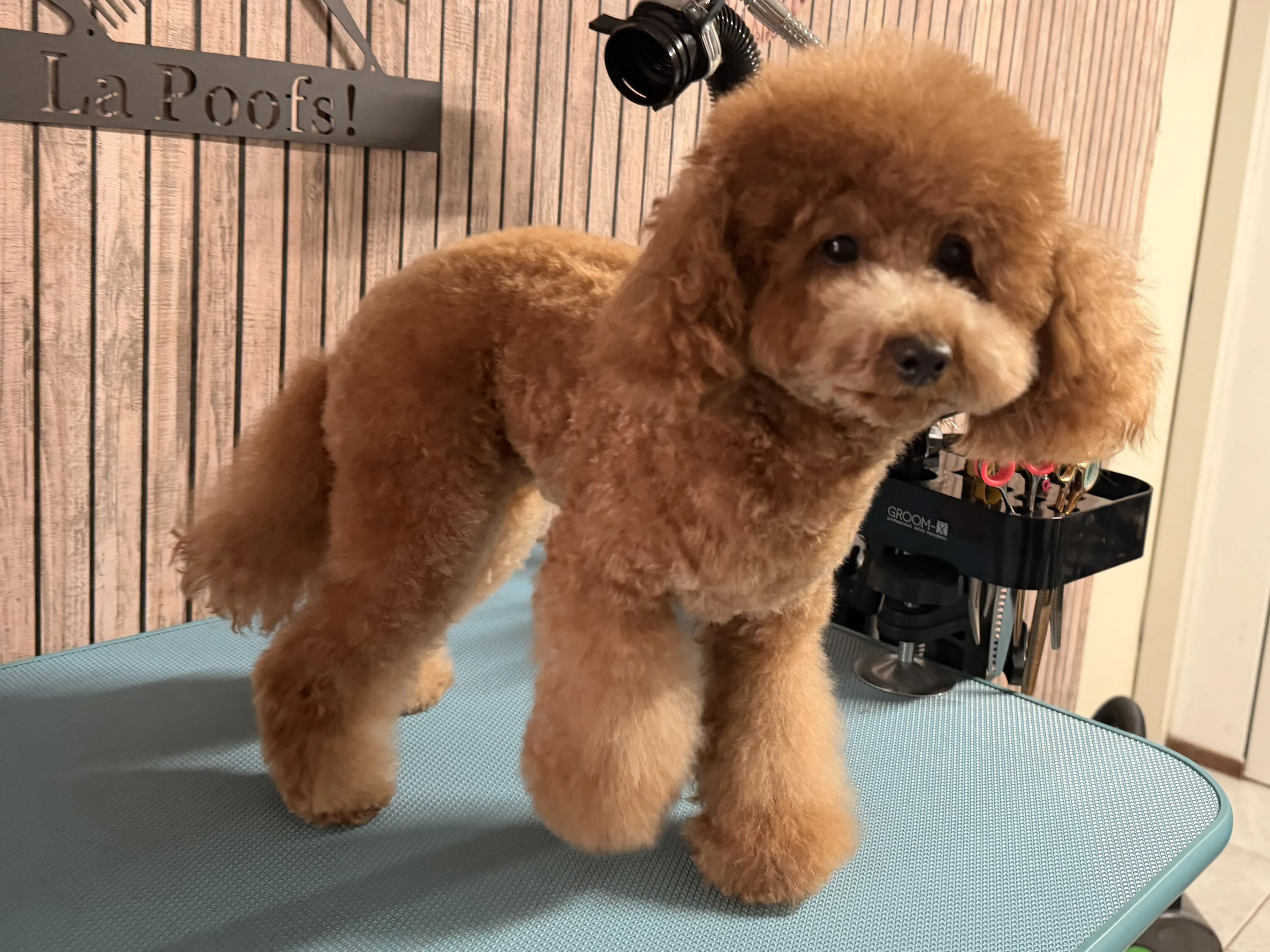 Toy poedel Lou Lou na het trimmen, staande pose