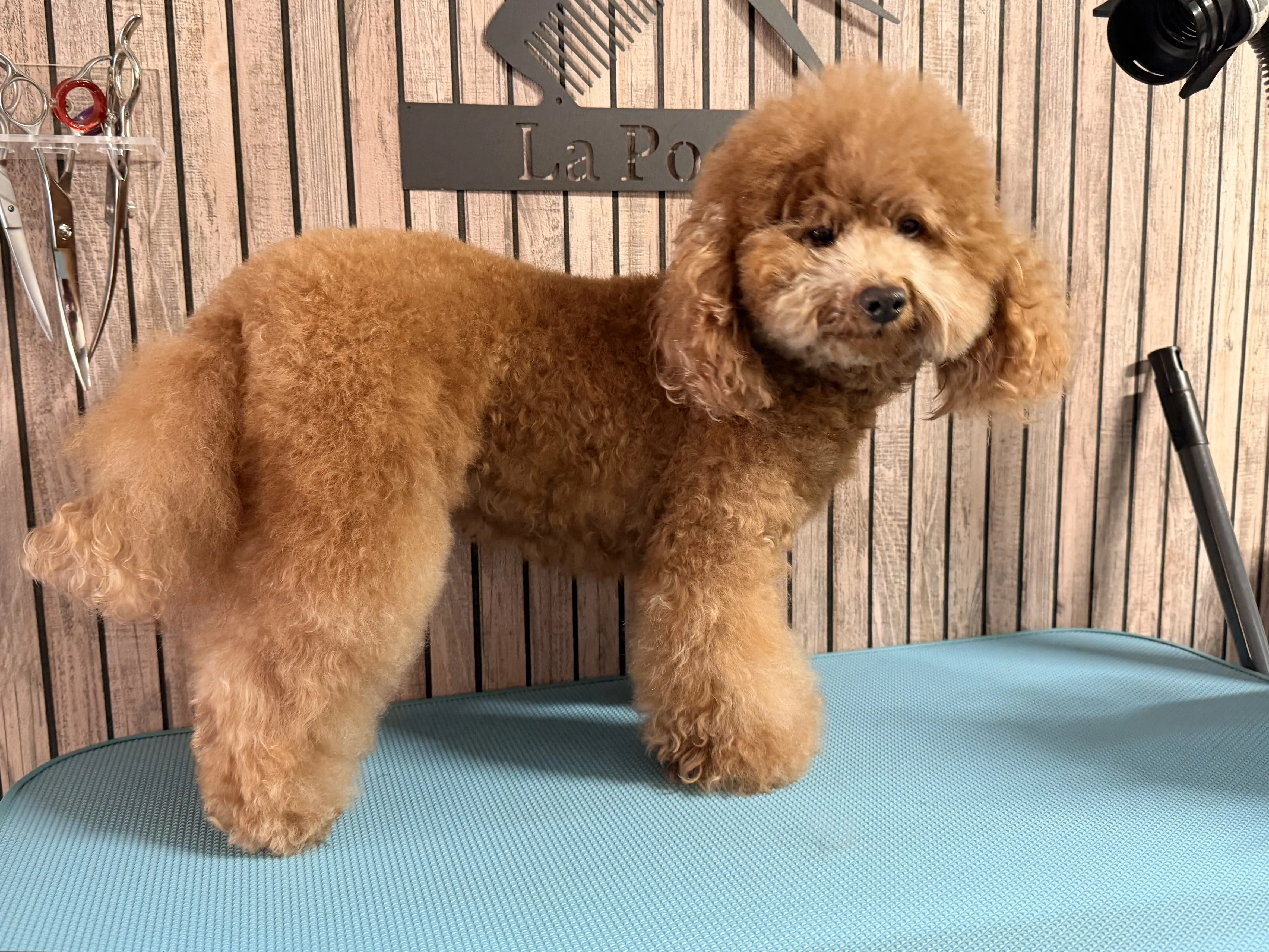 Toy poedel Lou Lou voor het trimmen, staande pose