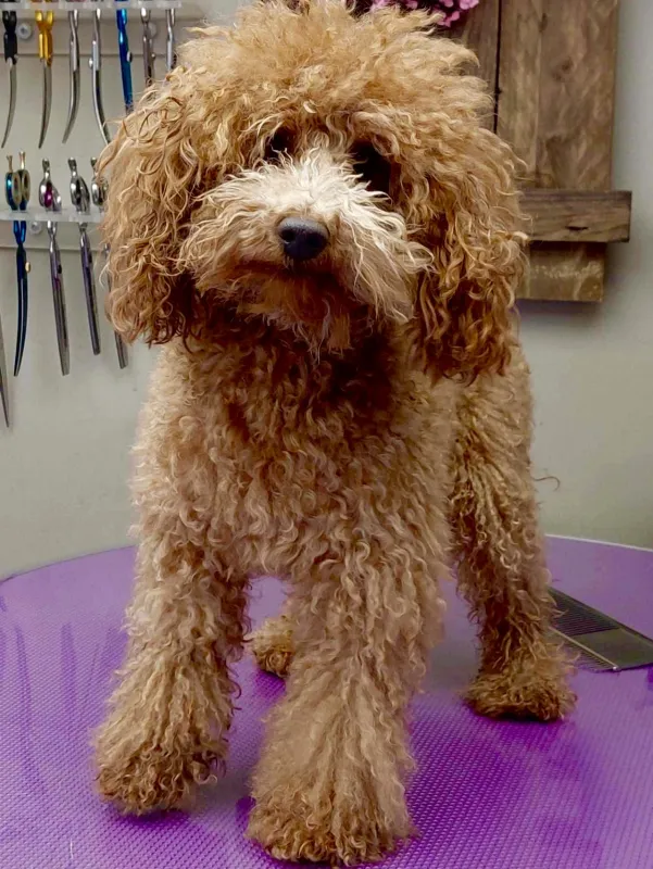 Toy poedel Lou Lou voor het trimmen