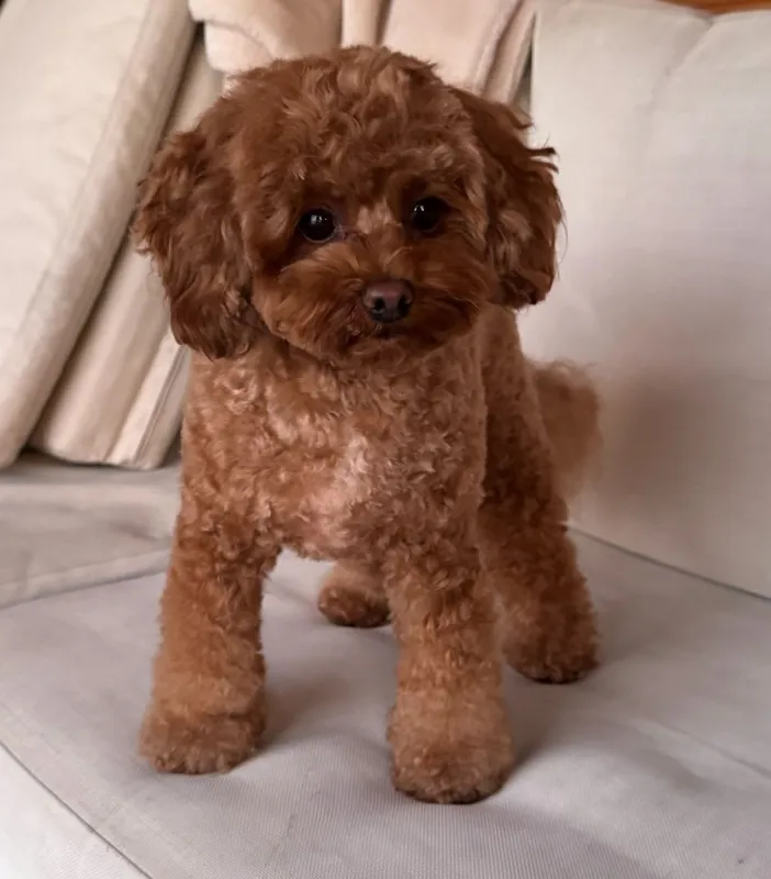 Maltipoo Molly na het trimmen