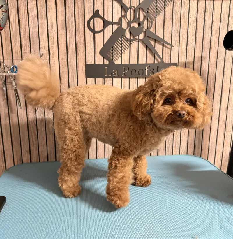 Maltipoo Molly na het trimmen, staande pose