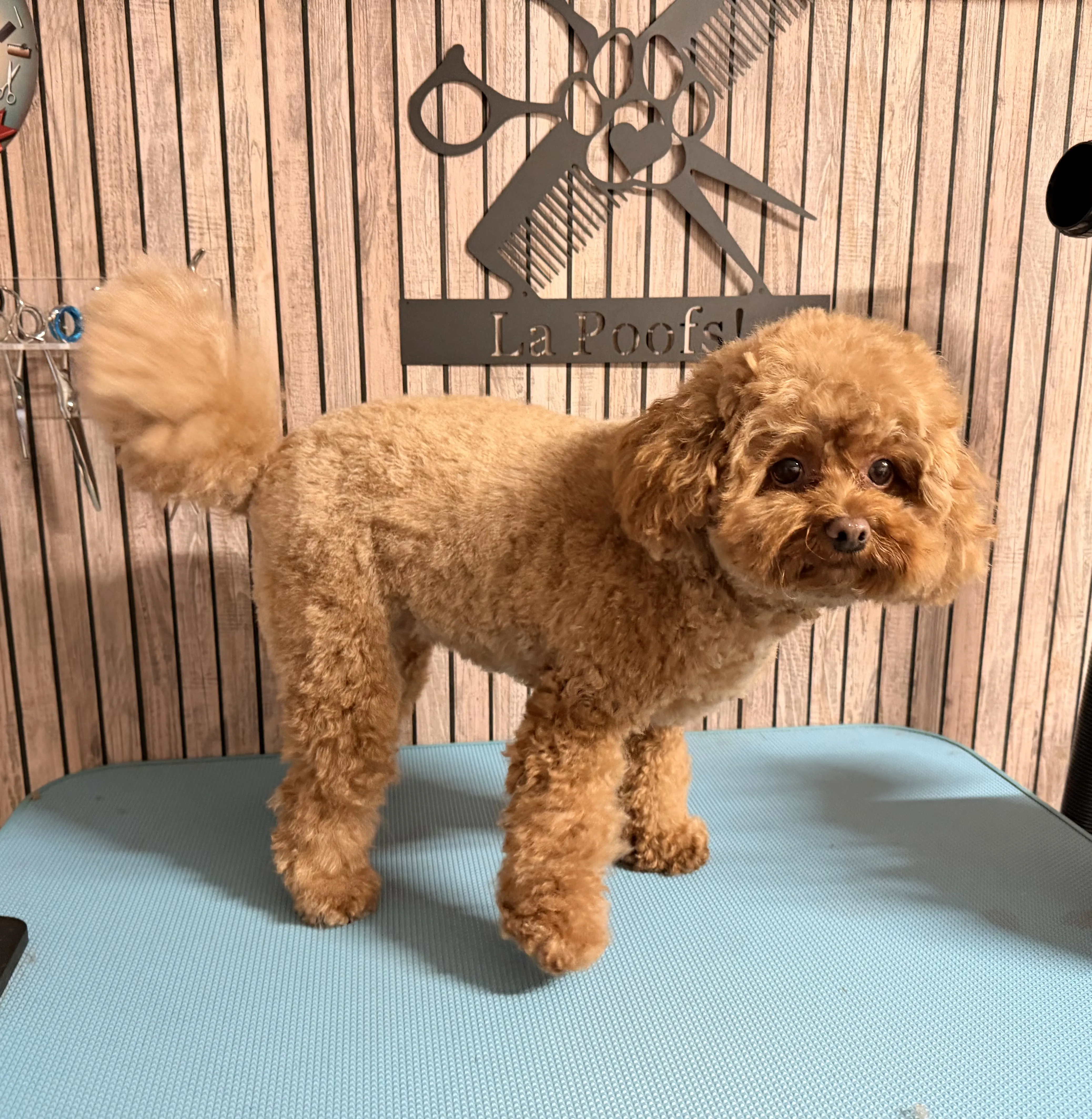 Maltipoo Molly na het trimmen, staande pose