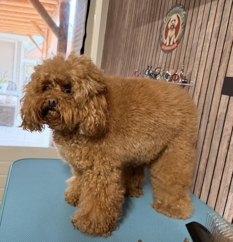 Maltipoo Molly voor het trimmen, staande pose