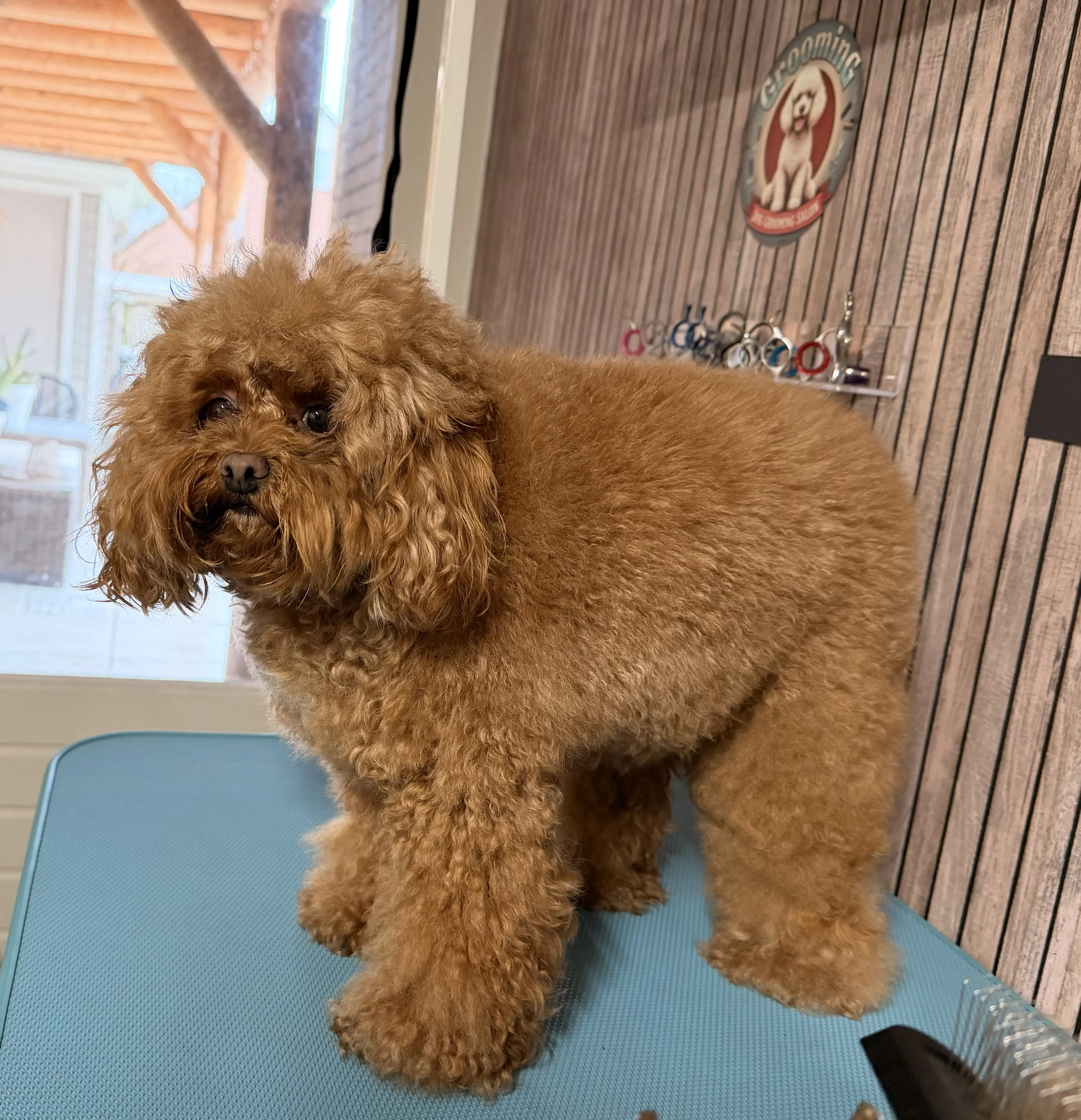 Maltipoo Molly voor het trimmen, staande pose