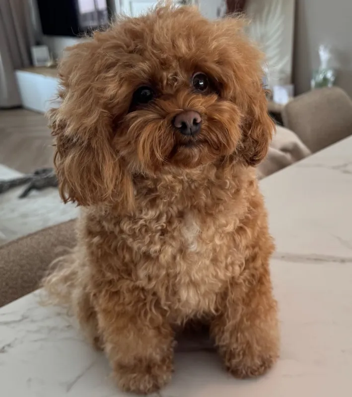 Maltipoo Molly voor het trimmen