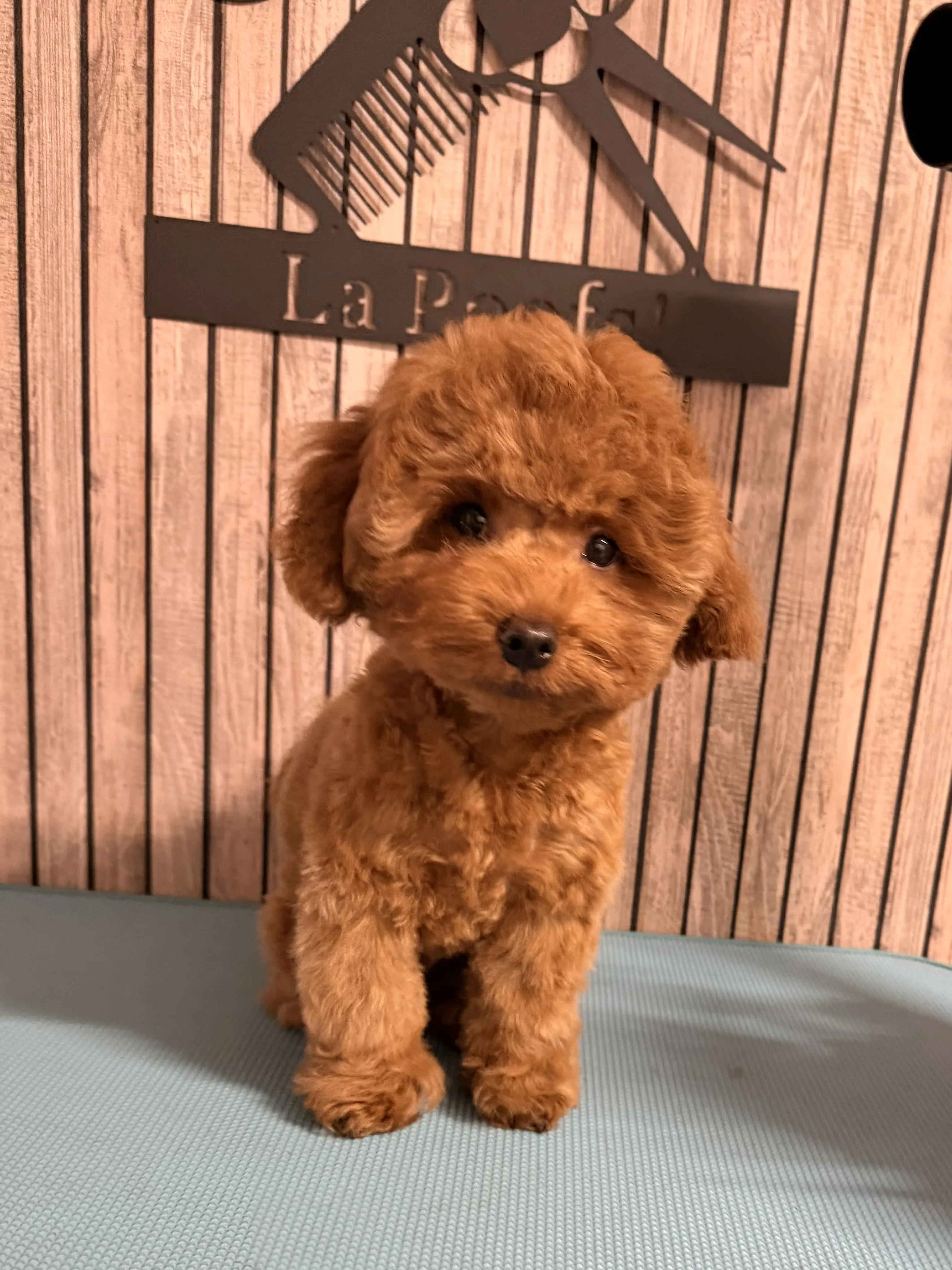 Toy poedel Yuki na het trimmen, zittende pose