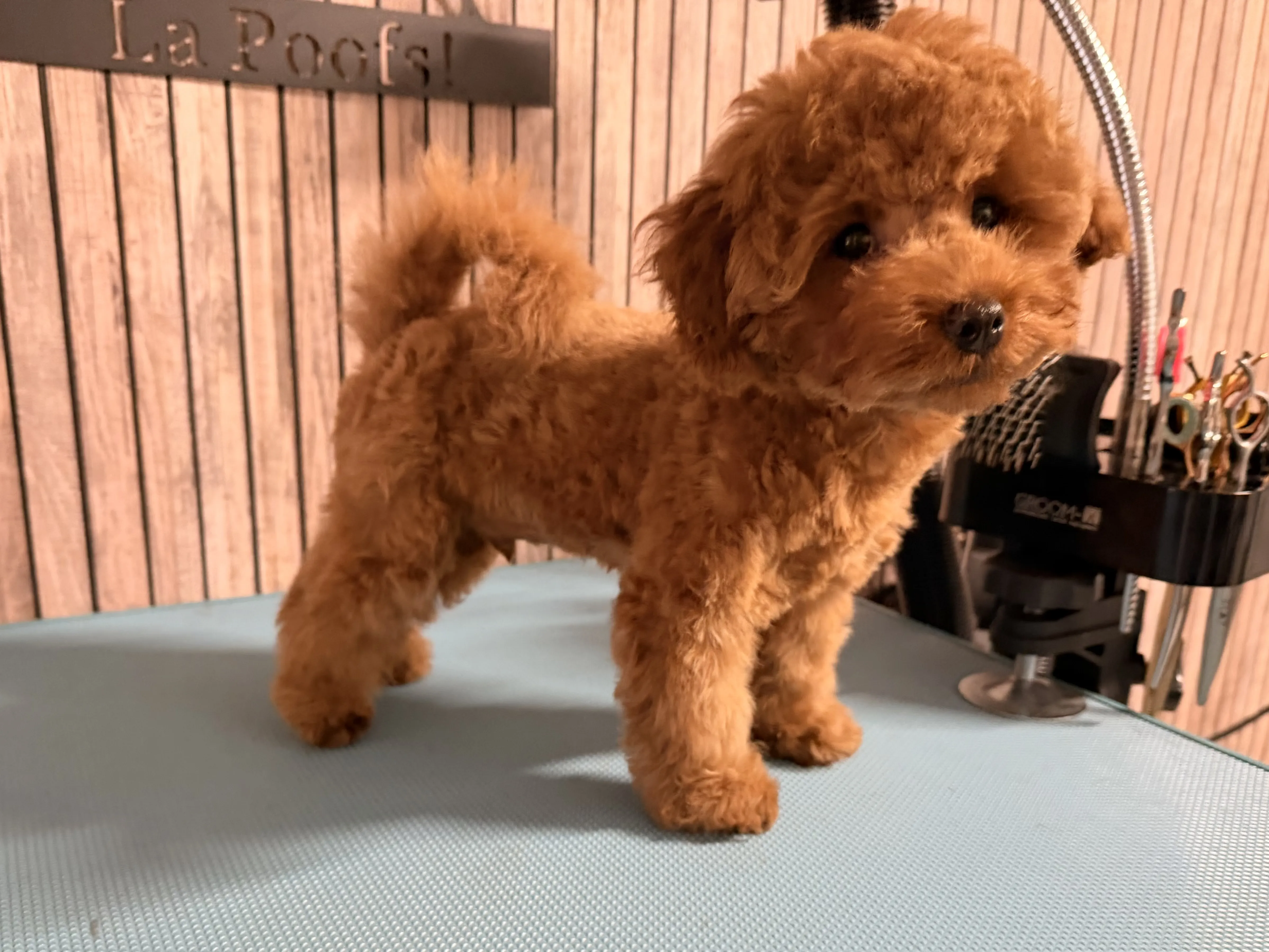 Toy poedel Yuki na het trimmen