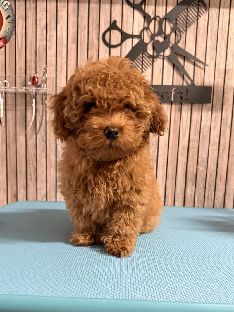 Toy poedel Yuki voor het trimmen, zittende pose