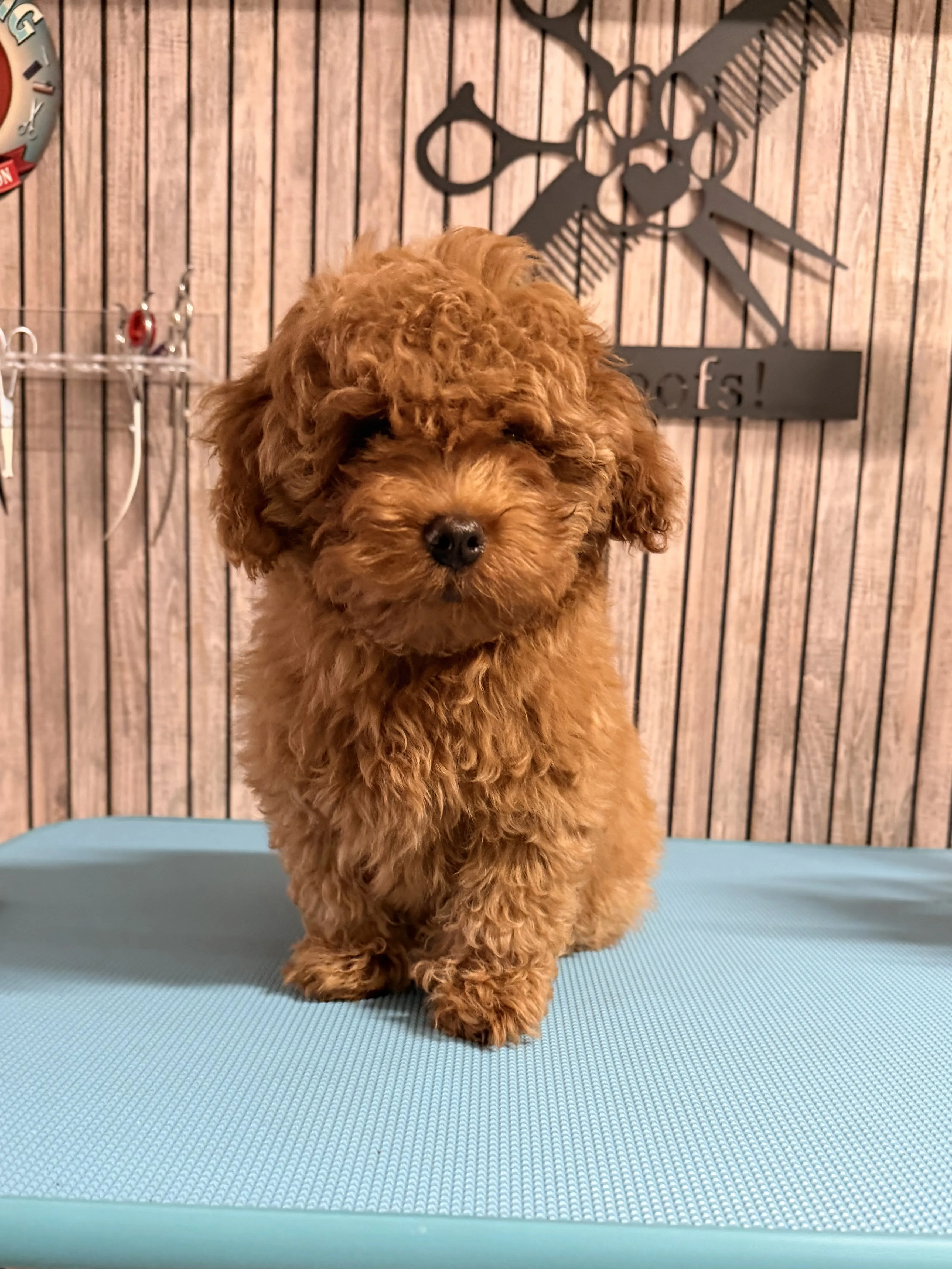 Toy poedel Yuki voor het trimmen, zittende pose