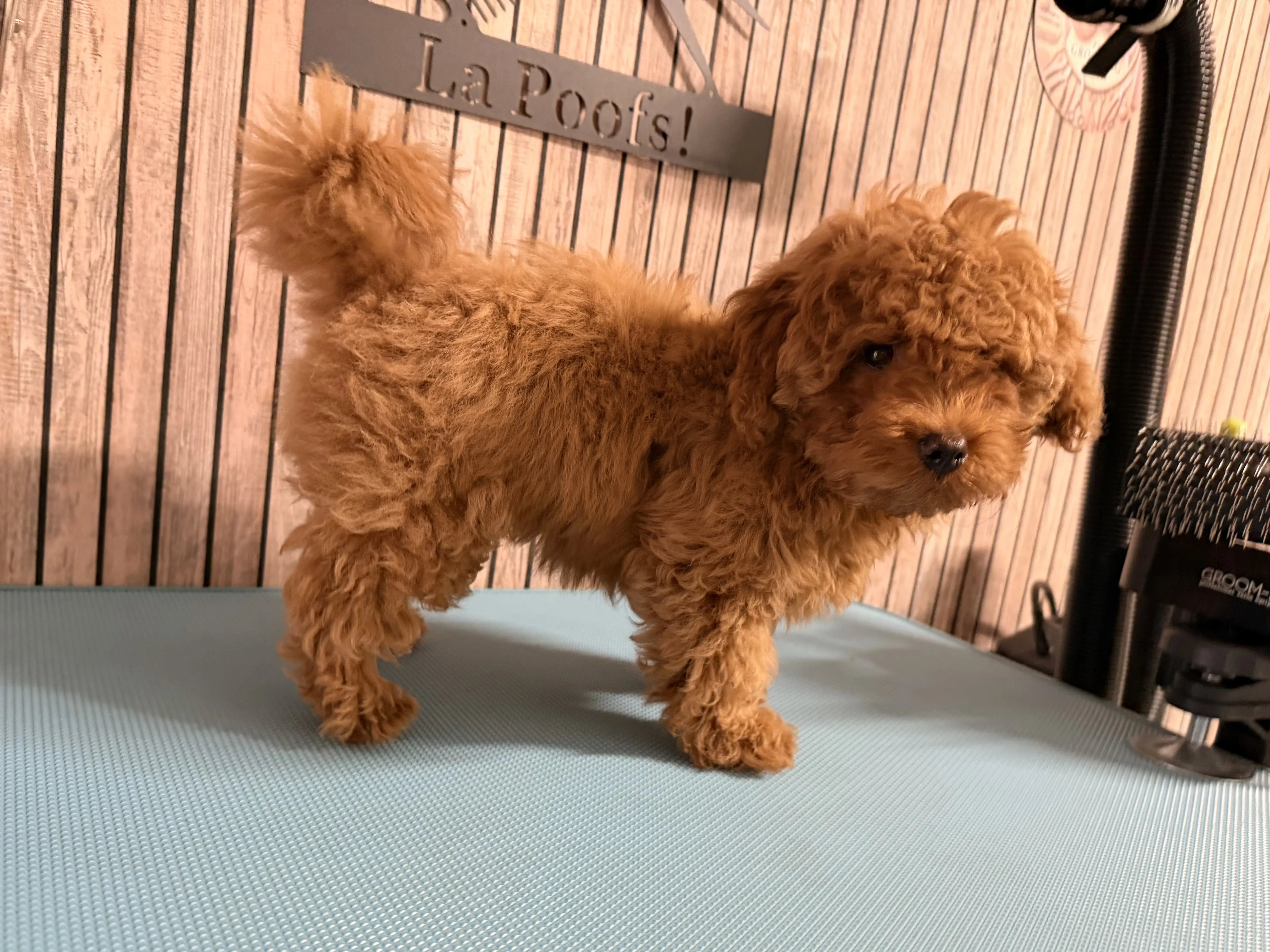 Toy poedel Yuki voor het trimmen